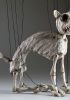 foto: Norbert – kocouří skeleton